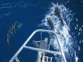 Dolphins in Tahiti