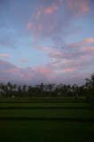 Sunset over a rice field